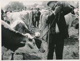 1934 Sevcsik Jenő (1899-1996): Balatonendrédi állatvásár, jelzetlen vintage fotó, a szerző hagyatékából, 18x24 cm
