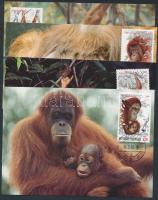 WWF Orangutan set on 4 CM, WWF Orángután sor 4 CM