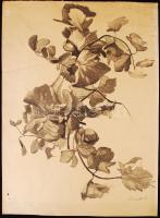 Schubert Ernő (1903-1960): Falevelek, tanulmány Ceruza, papír, jelzett, hátoldalán leltári szám és hagyatéki pecsét, 27×35 cm