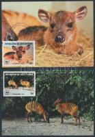 WWF zebra-bóbitásantilop sor 4 CM WWF Zebra Duiker set on 4 CM