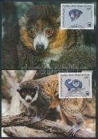 Hamvas maki sor 4 CM, Montagu's lemur set 4 CM