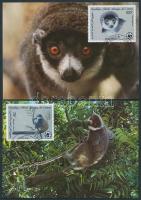 Hamvas maki sor 4 CM Montagu's lemur set 4 CM