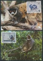 Montagu's lemur set on 4 CM Hamvas maki sor 4 CM
