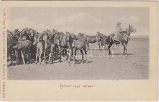 Hortobágyi ménes, kiadja Telegdi K. Lajos utóda