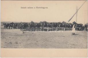 Hortobágy, delelő ménes
