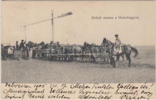 Hortobágy, delelő ménes