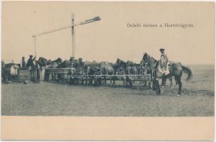 Hortobágy, delelő ménes (EK)