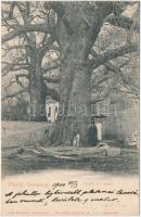 Trsteno, Cannosa; Platani di Canosa / giant platan