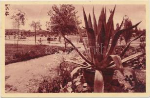 81 db VEGYES történelmi magyar városképes lap és pár motívumlap; magyar, erdélyi, felvidéki, vajdasá...