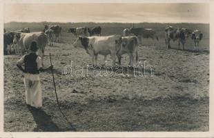 Bugac, Tarka gulya (b)