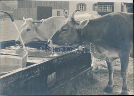 cca 1930 Thöresz Dezső (1902-1963): Itatónál, jelzetlen vintage fotóművészeti alkotás a szerző hagyatékából, 29x21 cm