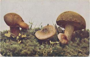 2 db RÉGI motívumlap; gomba / 2 old motive cards; mushroom