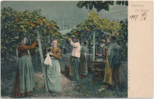 2 db RÉGI használatlan motívumlap (egy fotó); szőlőszüret / 2 old unused motive cards (one photo); g...