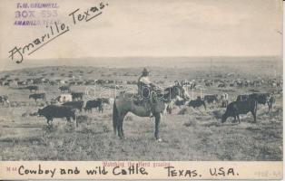 Watching the Herd grazing, cowboy, folklore from Texas (fl)