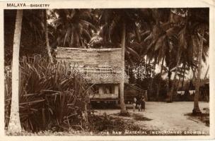 British Malaya, Basketry; the raw material growing (EK)