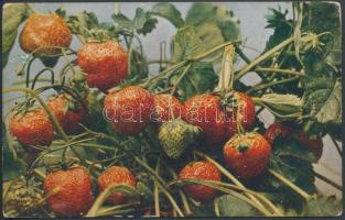 Strawberries, Celesque Series (EK)