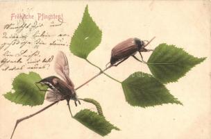 Pfingsten, Pentecost greeting, bugs