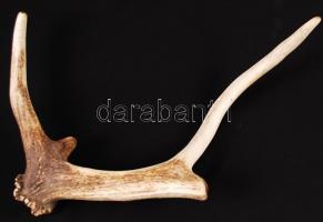 Szarvasagancs, 44x25 cm