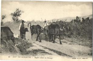 Bitola, Monastir; buffalos (fa)