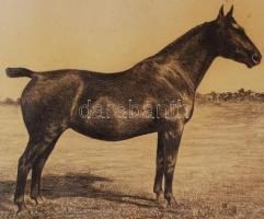 Jelzés nélkül: Fekete ló. Grafit, papír, jelzett, paszpartuban, 42x30 cm, paszpartu 43x53 cm