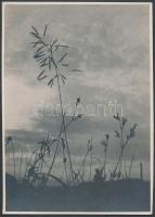 cca 1930-1935 Kinszki Imre (1901-1945): Az égig érő fűszál, pecséttel jelzett vintage fotóművészeti alkotás, 18x13 cm