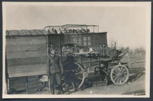 cca 1914-1918 Katonai fotó, K.u.K. hírvivő postagalambok szolgálatra vezényelve, 5x8 cm / cca 1914-1918 Military photo, carrier pigeons, 5x8 cm