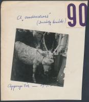 1939. január 15. A magyar csodaszarvas: egy kis csacsi fejére szarvasagancsot szereltek, kiállítva Budapesten, az Apponyi téren, feliratozott kép, 6x6 cm