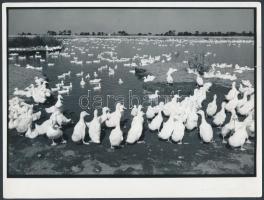 cca 1980 Csigó László: Fürdőhely a Hortobágyon, pecséttel jelzett vintage fotó, kis lapszéli szakadással, 18x24 cm