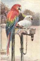 Parrot and Cockatoo, Raphael Tuck & Sons 'Oilette' 9054.