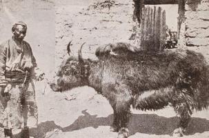 Cholnoky Jenő: A Föld és élete I-V. kötet. Minden kötet. Teljes sorozat, gazdag képanyaggal. Egysége...