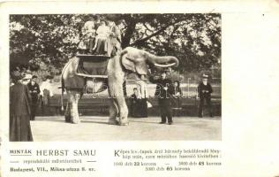 Budapest XIV. Állatkert, Elefánt; képeslap Herbst Samu reprodukáló műintézetéből