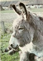 46 db MODERN főként használatlan motívumlap; ló, szamár, folklór / 46 modern mostly unused motive ca...