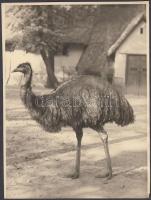 cca 1935-1940 Reich Péter Cornel: Emu Budapesten, pecséttel jelzett, feliratozott vintage fotó, 23x18 cm