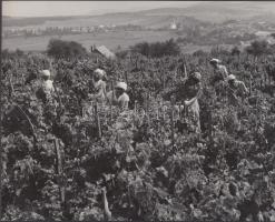 cca 1960 Sziklai Dezső (1910-1997): Szüret Badacsonyban, feliratozott sajtófotó, 18x24 cm