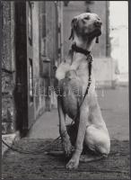 cca 1980 Csigó László: A gazdira várva, pecséttel jelzett vintage fotó, 24x18 cm