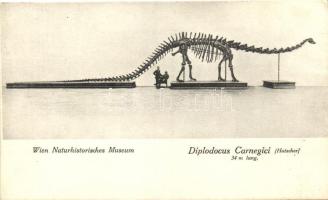 Vienna, Wien; Naturhistorisches Museum, Diplodocus carnegii / Natural History Museum (fa)