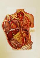 Dr. Fülöp Zsigmond-Dr. Burcsányi Gyula: Az egészség enciklopédiája. Tanácsadó egészséges és beteg em...