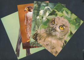 108 db modern MADÁR motívumlap / 108 postcards of birds