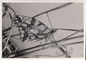 cca 1930-1935 Kinszki Imre (1901-1945): Kis gyöngyház pillangó, pecséttel jelzett, feliratozott vintage fotó, 17x12 cm