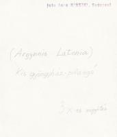 cca 1930-1935 Kinszki Imre (1901-1945): Kis gyöngyház pillangó, pecséttel jelzett, feliratozott vint...