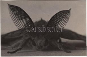 cca 1930-1935 Kinszki Imre (1901-1945): Gyapjas pille, cca 10x nagyításban, pecséttel jelzett, feliratozott vintage fotó, 11x16 cm