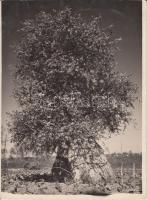 cca 1930 Kerny István (1879-1963): Csőszkunyhó egy virágzó fa tövében, pecséttel jelzett vintage fotó, 24x18 cm