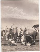 cca 1920-1930 Kerny István (1879-1963): Delelő gulya a Hortobágyon, pecséttel jelzett vintage fotó, 23x17 cm