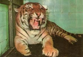 46 db MODERN használatlan motívumlap; állat / 46 modern unused motive cards; animal