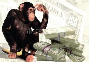 46 db MODERN használatlan motívumlap; állat / 46 modern unused motive cards; animal