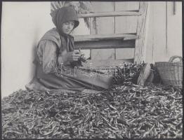 cca 1930-1940 Kerny István (1879-1963): Paprikafüzér készítés Tápén, jelzetlen vintage fotók a szerző hagyatékából, 2 db fénykép, 16x22 cm és 17,5x23 cm
