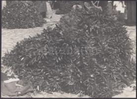 cca 1930-1940 Kerny István (1879-1963): Paprikafüzér készítés Tápén, jelzetlen vintage fotók a szerz...