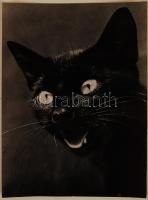 1945 Járai Rudolf (1913-1993): Szikrázó szemek, feliratozott vintage fotóművészeti alkotás, 16x12 cm / 1945 Rudolf Járai (1913-1993): Black cat, with description on the verso, 16x12 cm