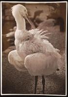 cca 1930-1935 Kinszki Imre (1901-1945): Kanalas gém, pecséttel, aláírással jelzett vintage fotóművészeti alkotás, 18x12 cm / cca 1930-1935 Imre Kinszki (1901-1945): Spoonbill, artist's stamp and signature on the verso, 18x12 cm