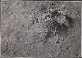 cca 1930-1935 Kinszki Imre (1901-1945): Leesett fecskefészek (Verőce), pecséttel jelzett vintage fotó, 11x16 cm / cca 1930-1935 Imre Kinszki (1901-1945): Swallow's nest, artist's stamp on the verso, 11x16 cm